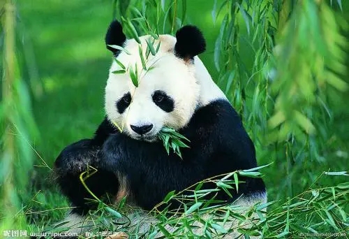 ���������� һ���Ÿ�δ��