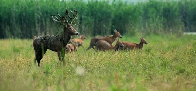 С�ִ��˶�������